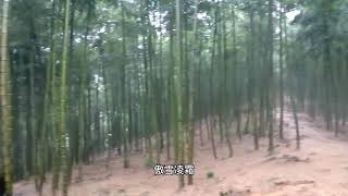 六零后冒雨游览安吉大竹海，明白了竹子定律，想起郑板桥的一首诗