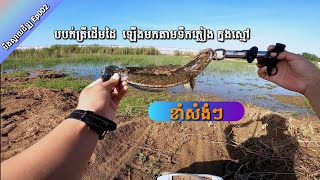 បឹងស្នាយដីឡូ Ep002 ត្រីដើមដៃ ខាំសំងំៗក្នុងស្មៅ ប៉ុងលេបគប់ៗ | Fishing small snakehead fish.