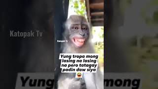 tropa mong lasing na pero tagay parin daw sya 🤣 #monkey #unggoy #shorts