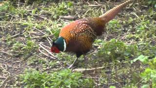 Pheasant - Birdwatching England