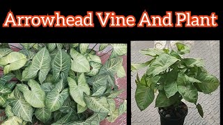 529:- Syngonium Plant In Beautiful Shape / खूबसूरत आकार में सिंगोनियम का पौधा / Arrowhead Plant