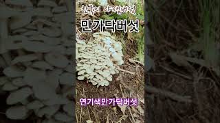 연기색만가닥버섯🍄