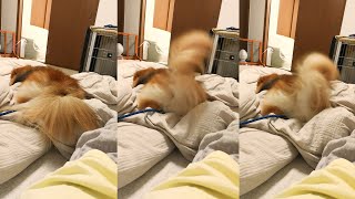 爆睡しながらしっぽをフリフリさせる犬【ポメラニアン】【可愛い】pomeranian waving her tail #shorts