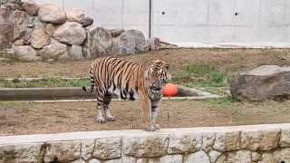 【天王寺動物園ナイトZOOに行ってきた】