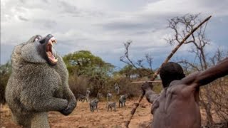 SEE HOW HUNTING AND EATING MONKEY'S WITH THE HADZABE SUCCESSFUL HUNT