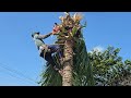 cưa cây dừa siêu trái .sawing super fruit coconut tree. cưa cây kỷ thuật cao