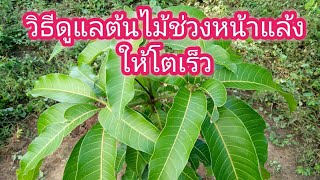 สูตร!! วิธีดูแลต้นไม้ช่วงหน้าแล้งให้โตเร็ว