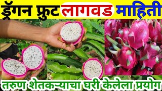 ड्रॅगन फ्रुट चा तरुण शेतकऱ्याने घरी केलेला प्रयोग Dragon Fruit lagwad mahiti  #Dragonfruitfarming