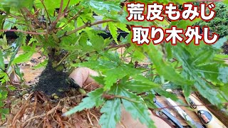 【Air Layering】荒皮もみじの取り木外しをしてみた