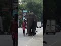 Elephant Walk 🐘❤️| #elephant #lover #kandy #sri Lanka | Hasthi official |