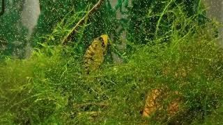 Apistogramma D37 Spawn