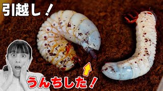 ペットのカブトムシの幼虫を引っ越し！まさかのうんち？！大きくなりすぎ！【ペット】