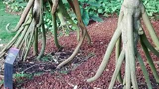 THE TRUTH ABOUT THE WALKING TREES