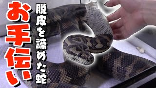 【ASMR】野生を忘れた大蛇の皮を脱がせます