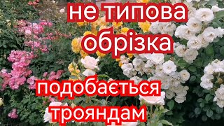 Коротка обрізка вітких троянд 🌹Довга обрізка флорібунди Ангела 🌹