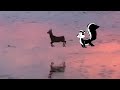 Beach Jumping Deer meme (Pepe Le Pew)