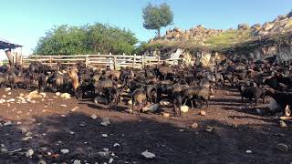 Mothers of the new young females Karakachan sheep in Olympus farm.Breeder Sider Sedefchev.