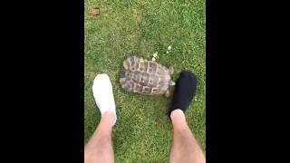 Why Tortoise Hates Black Colour |😲😲| #shorts