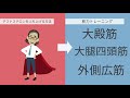 【研究で証明】鍛えれば鍛えるほどモテるようになる筋肉とは？　 ~テストステロンをぶち上げろ~