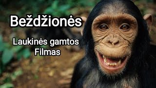 Beždžionės ir primatai 4K – vaizdingas laukinės gamtos filmas su muzika/ Monkeys \u0026 Primates 4K Film