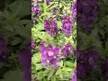 beautiful angelonia serenity purple flowers flower name shorts viral video nature trending