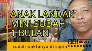 anak landak mini sudah 1 bulan usianya,sekarang mulai belajar makan