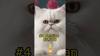 top 5 most expensive cat breeds #shorts
