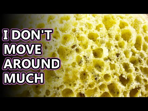 What are Sponch Why are they important?