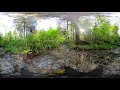 soothing sound of a forest stream. sounds of nature in 360 vr 4k.