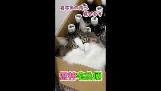 #Shorts#ノルウェージャンフォレストキャット#子猫【あなたにお届け】雷神宅急便Shorts.Ver