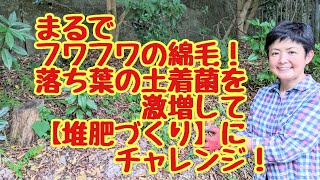 まるでフワフワの綿毛❗落ち葉の土着菌を激増😳させて【堆肥づくり】にチャレンジ❗