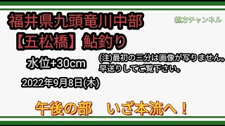 2022年９月８日　福井県九頭竜川中部【五松橋】鮎釣り　午後の部　いざ本流へ！