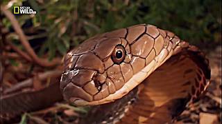 National Geographic Documentary - Snake King Cobra - Wildlife Animal