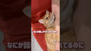 人間語を喋ってるつもりでママに話しかけてくる超甘えん坊の猫【とらまる】