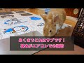 うさぎの暑さ対策にエアコンなしは大変危険です！　【飼い方】