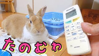 うさぎの暑さ対策にエアコンなしは大変危険です！　【飼い方】