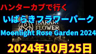 ハンターカブで行く！　いばらきフラワーパーク　moonlight rose garden 2024　 2024年10月25日