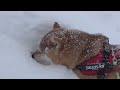 パパ不在で寂しそうな柴犬が…大雪で全力雪潜り！癒しすぎる姿をお届け。