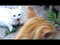 White cat very angry