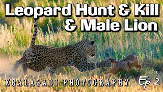 Leopard hunt & kill, male Lion & small raptors - Kgalagadi Transfrontier Park Photography Ep2