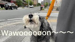 遠吠え 救急車来たーー！ シュナウザー  schnauzer howling