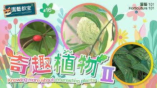 【園藝101】園藝教室#16:奇趣植物 II Horticulture Classroom#16:Knowing more about interesting plants II