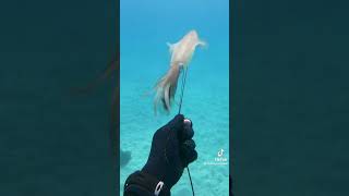 Biggest Calamari I've ever seen😱 #short #fishing #seafishing #spearfishing #tiktok #viral