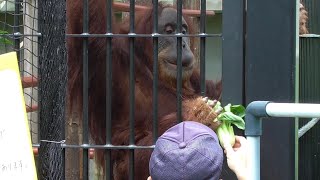 オランウータン　ウランちゃん　飼育員さんとのコミュニケーション　【のんほいパーク】