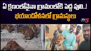 Nandyal District : కొత్తపల్లి మండలం లో పెద్ద పులి పిల్లల కలకలం..| TV5 News Digital