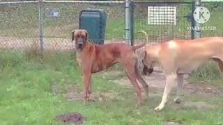 dogs video greenri men khelty hovey farm enjoying