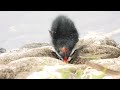 バンの幼鳥（孵化後数日予想）・本日のおっさんぽ