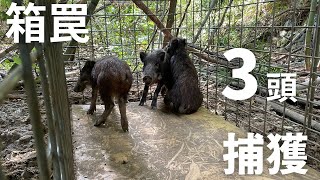 箱罠でイノシシを3頭捕獲！