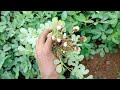 मुंगफली की खेती कब और कैसे करें mungfali ki kheti kaise karen groundnut farming