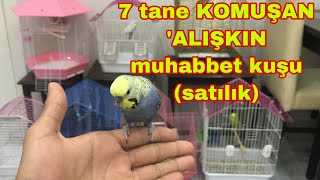 7 TANE ALIŞKIN KONUŞAN MUHABBET KUŞU ( SATILIK )